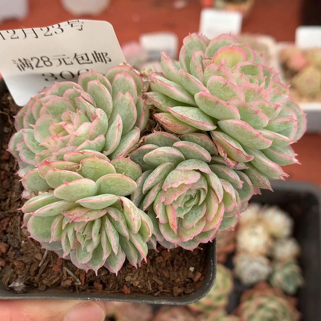 【闪购商品】云306号水晶扇贝7厘米