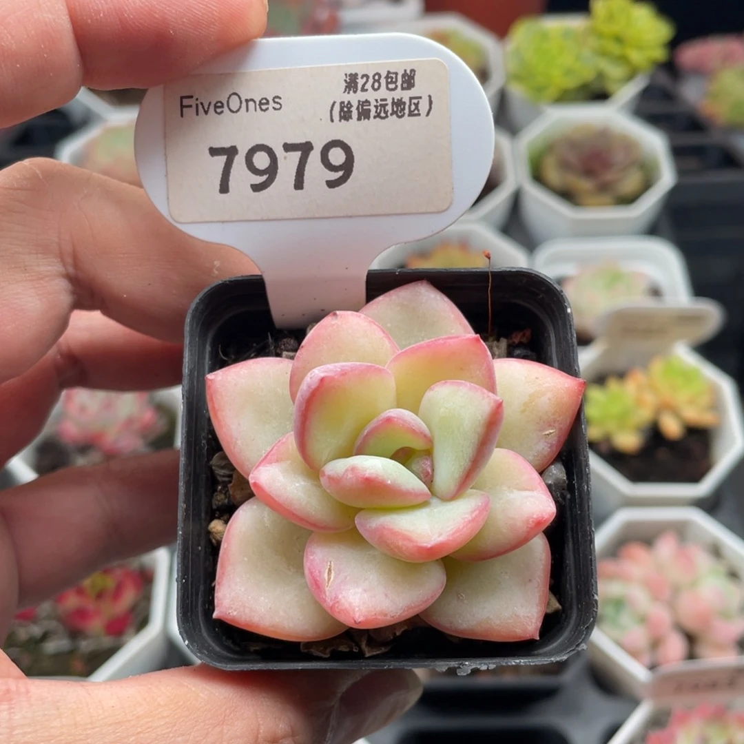 草莓泡芙7979-5厘米