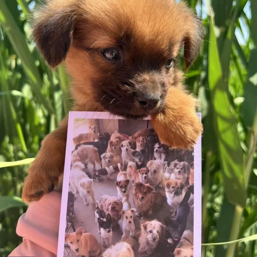 狗狗主题可爱手工挂饰