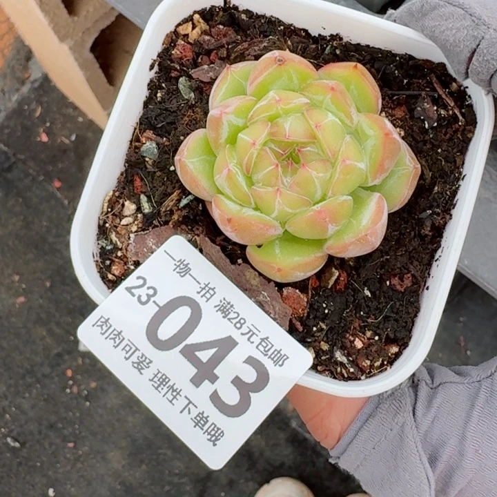 雪花珍妮无盆土无盆土