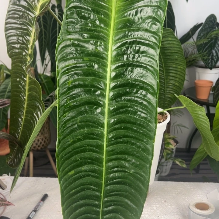 完全开放极密火鹤王母本