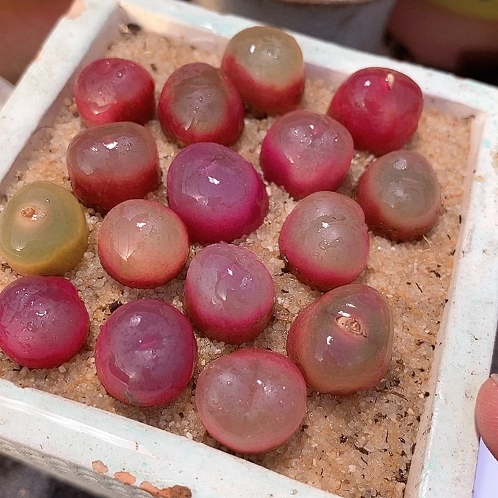 冰魄杂吕红一颗