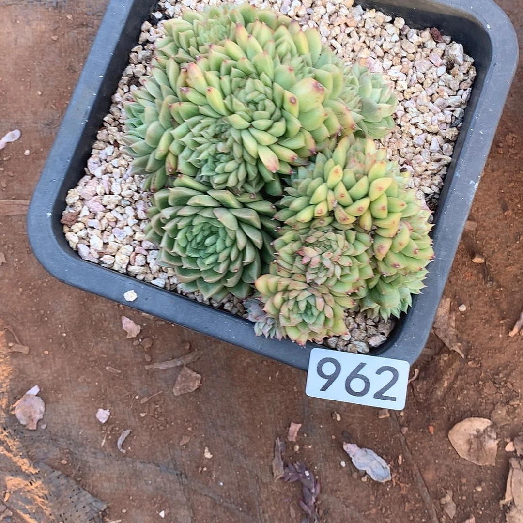 962 一物一拍多肉