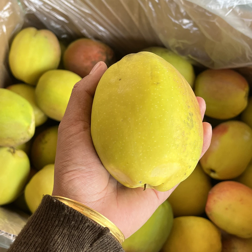 云南特产新鲜老品种酸木瓜可生吃凉拌泡酒做酵素炖鸡煮鱼