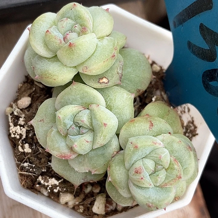 多肉植物石化如梦令7366