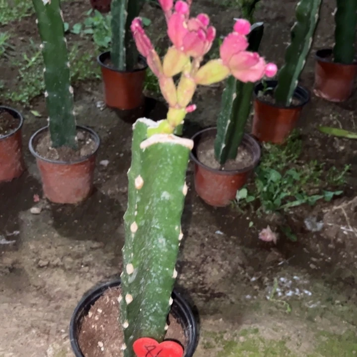 搬****当前无花栽培后可以开花换037  86