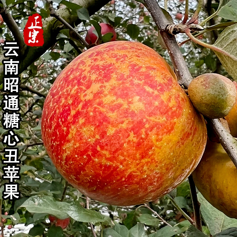 正宗【2025云南昭通冰糖心丑苹果】脆甜多汁现摘新鲜水果高原丑苹果