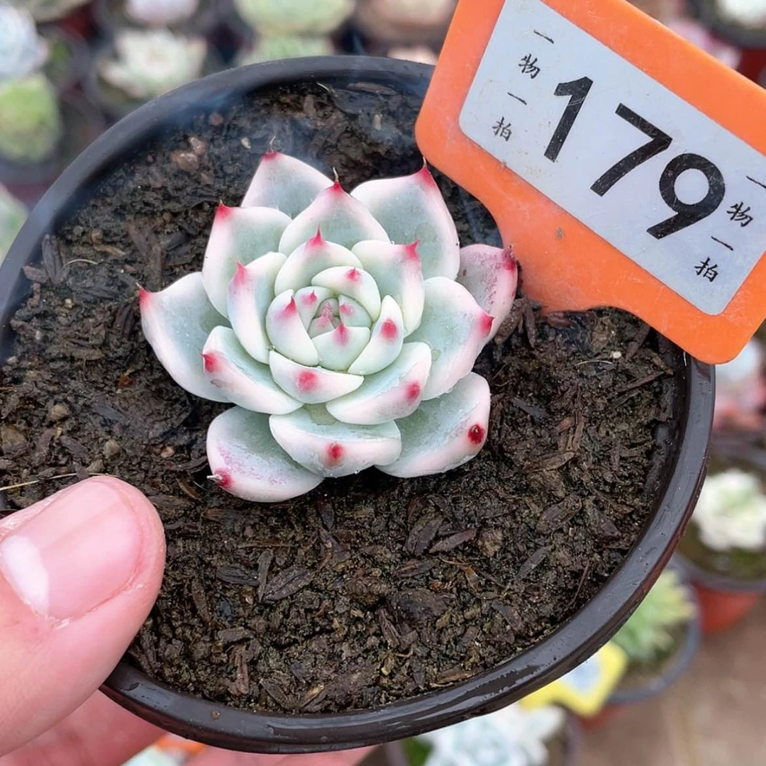 【闪购商品】179号