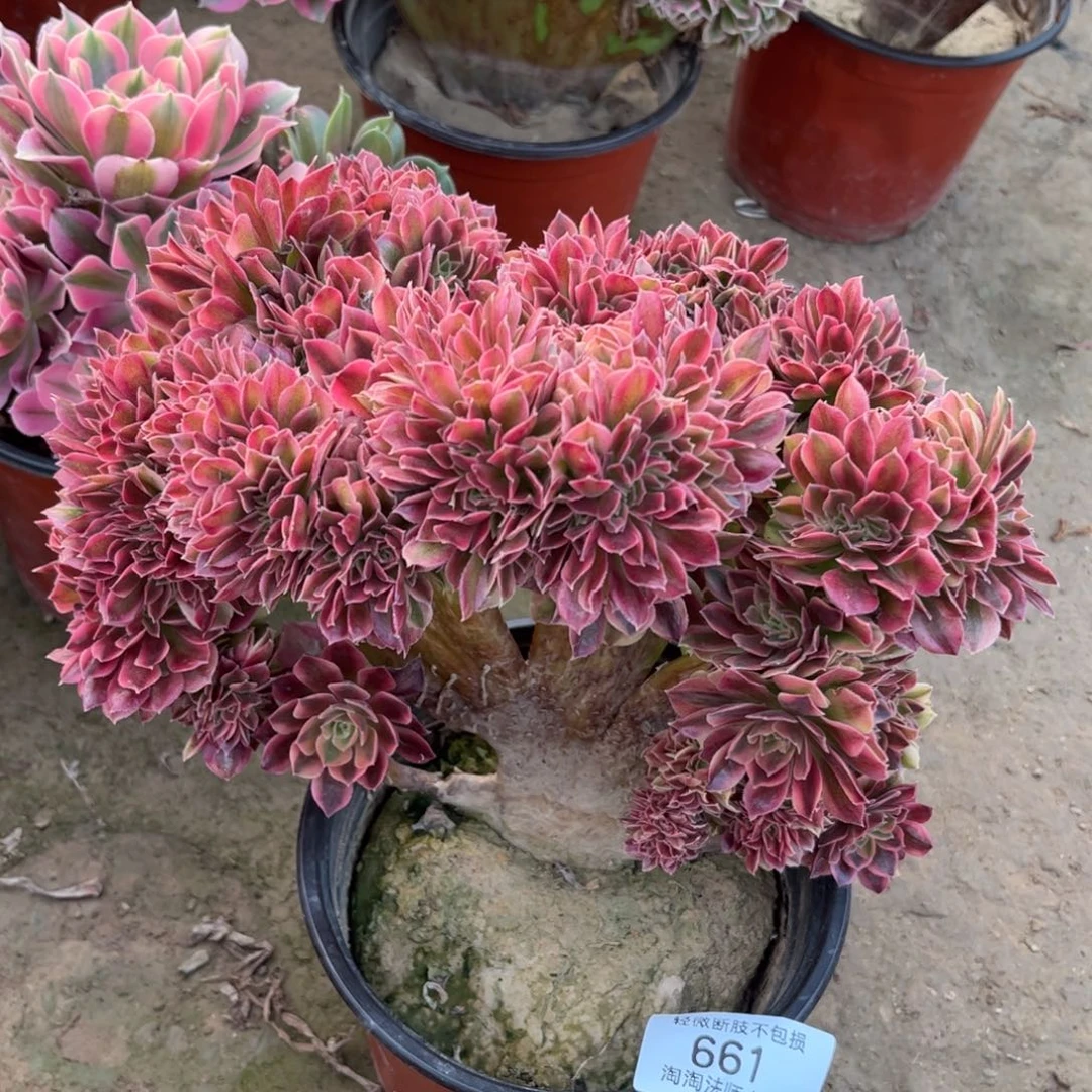 661女神缀化多肉植物法师