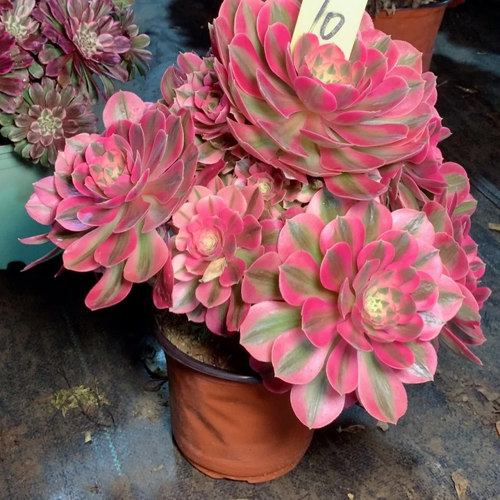 10粉女巫多肉111111