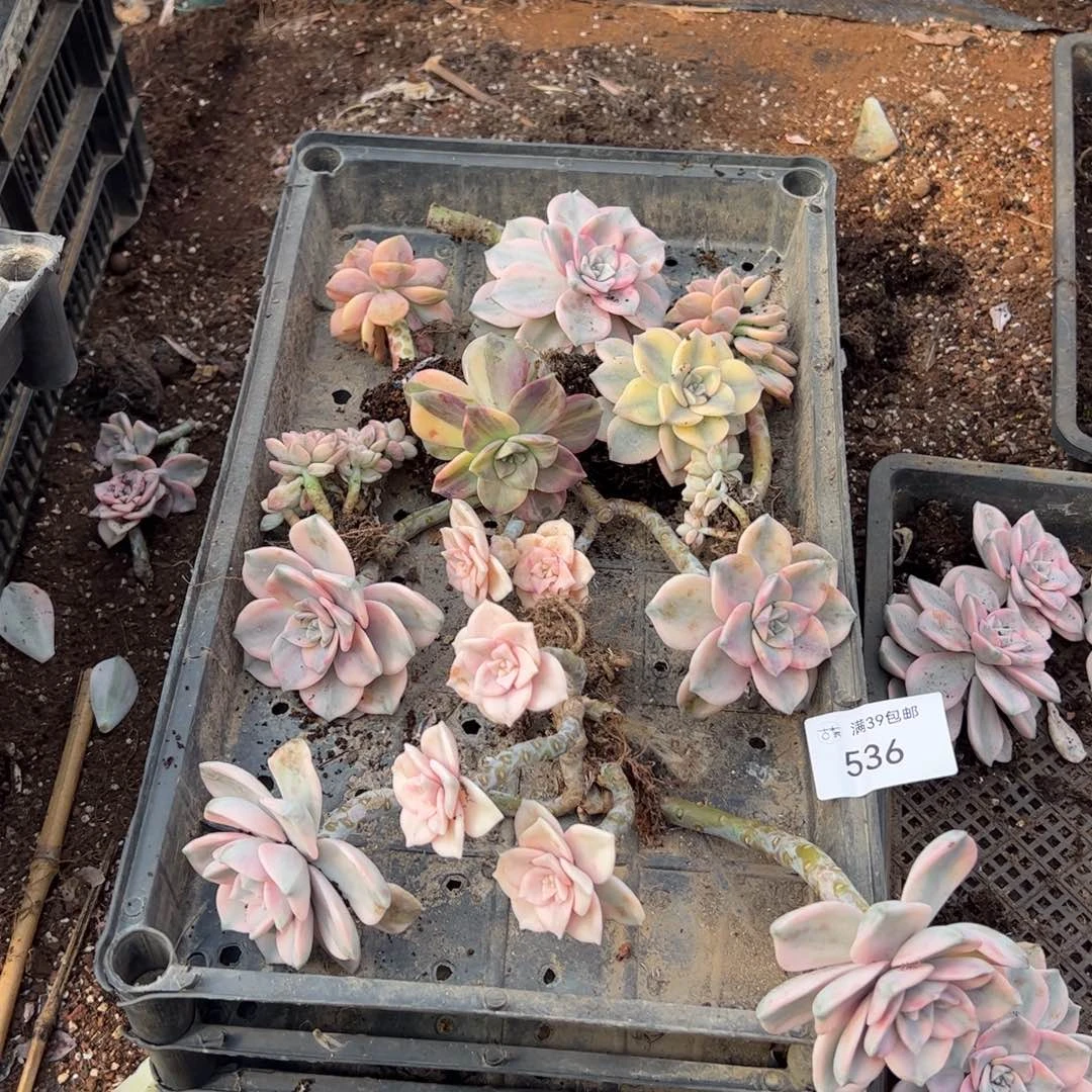 536多肉植物纤维维生素的