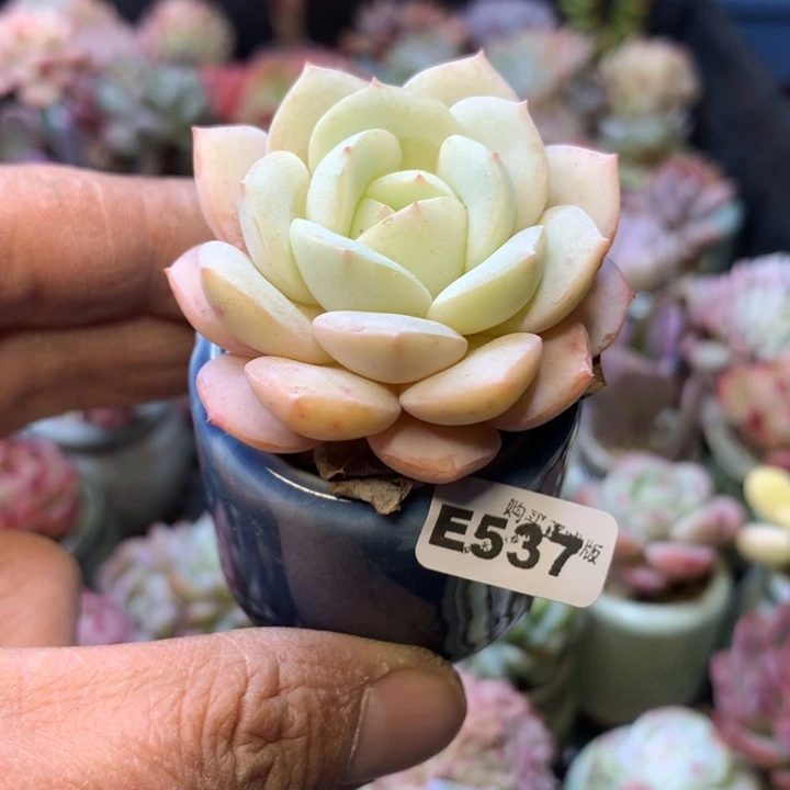 E537一物一拍连盆发