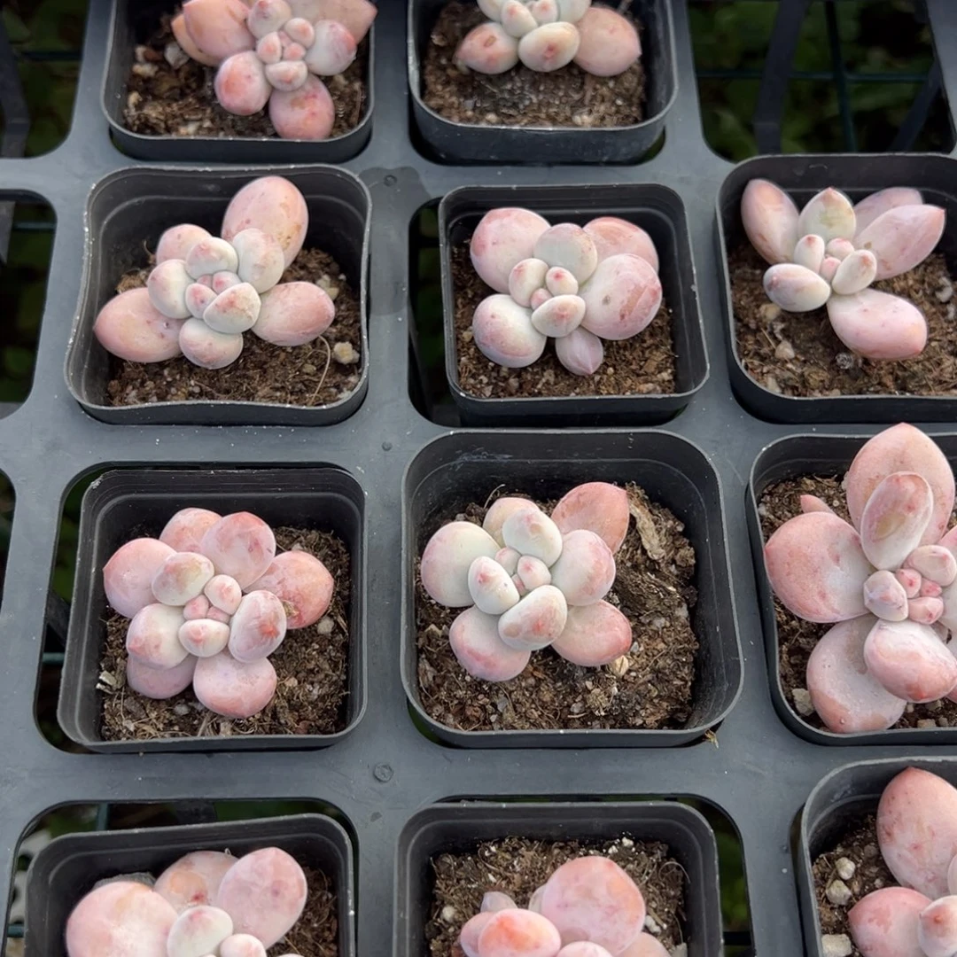 奶豆单头一颗满18元包邮下午发货