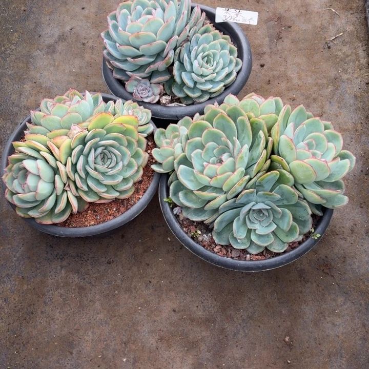 ****༊多肉植物一物一拍