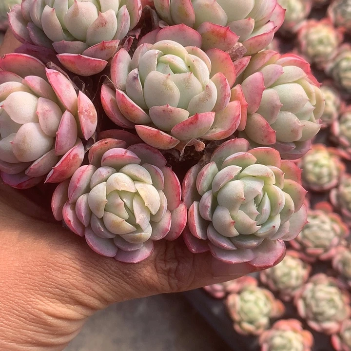 贝瑞10颗 （满9.99包邮不满9.99发叶子）