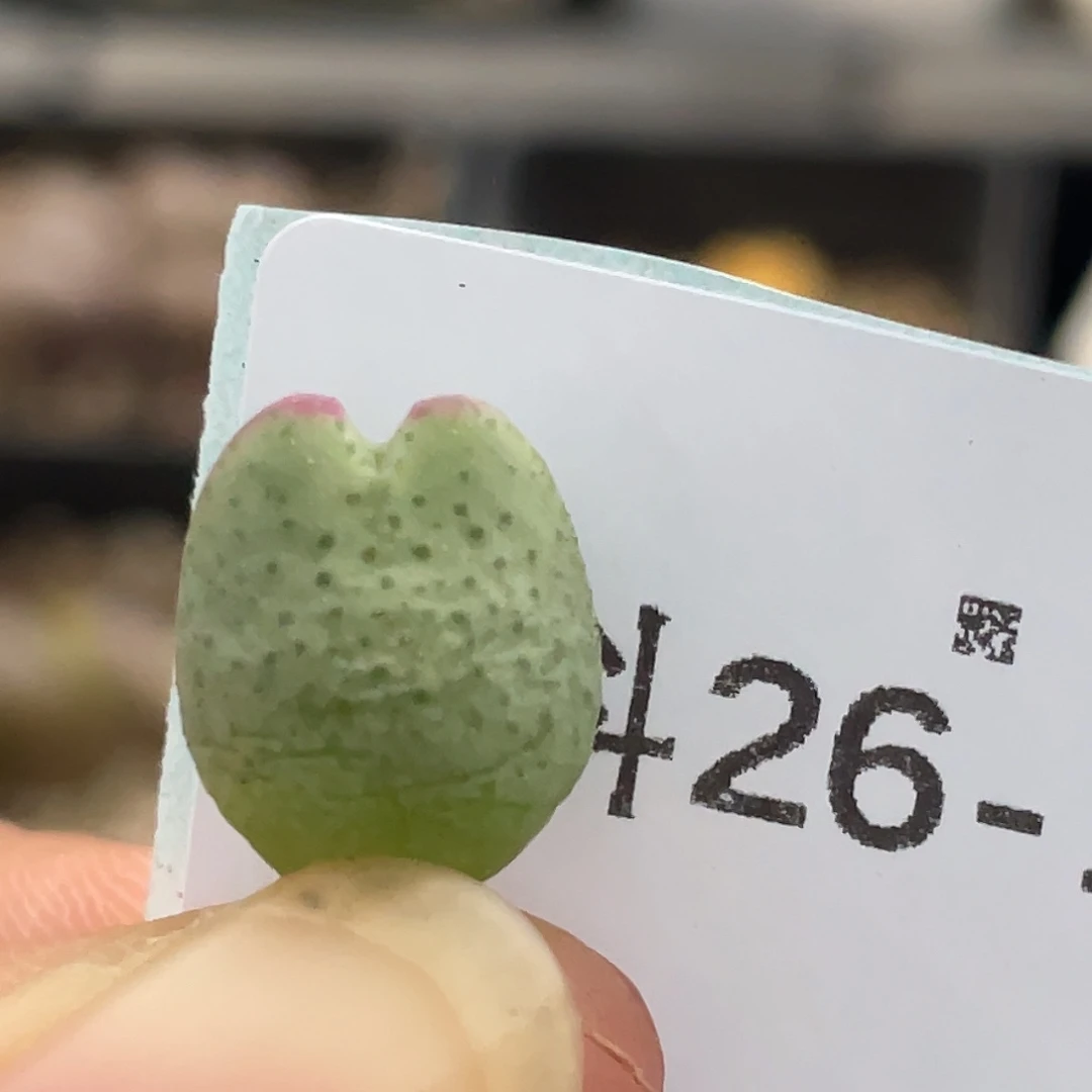 26-139比卡丘多肉植物
