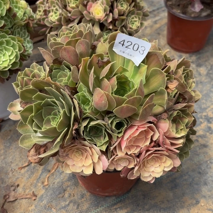 妖月中班阴阳多肉处理不包断头4203