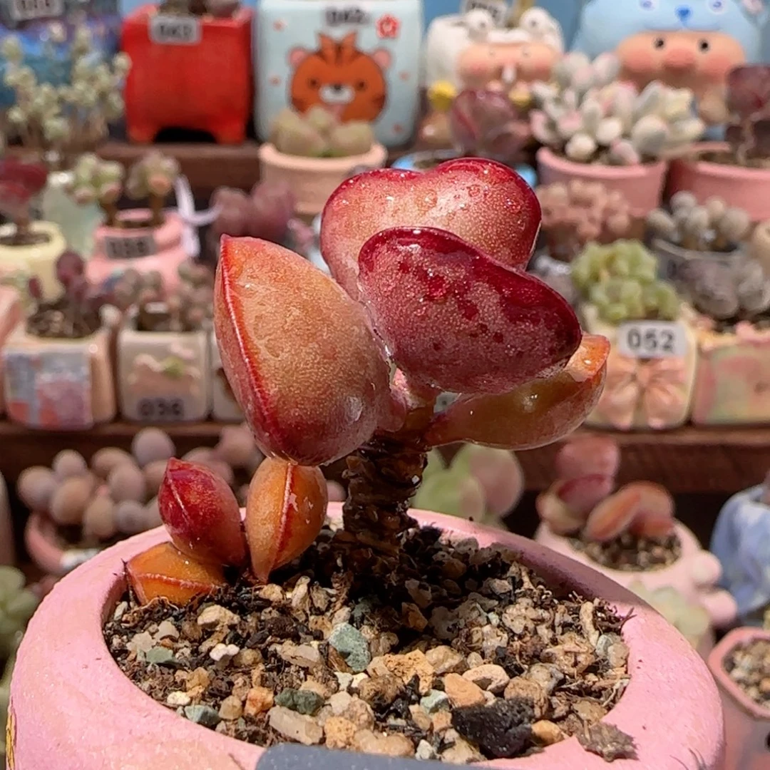双头爱心 盆口4cm
