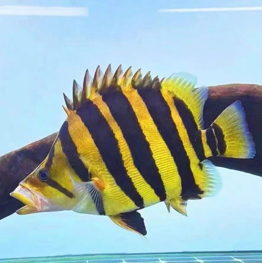 苏虎苏门答腊虎印尼三纹虎印尼虎泰虎