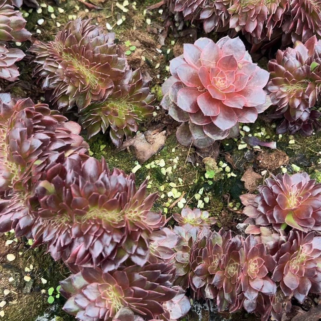 陌***花精品多肉植物388荔枝缀