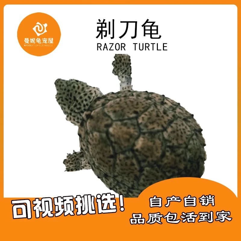 曼妮龟宠曼妮龟宠屋剃刀龟无顶龟深水龟浅水龟