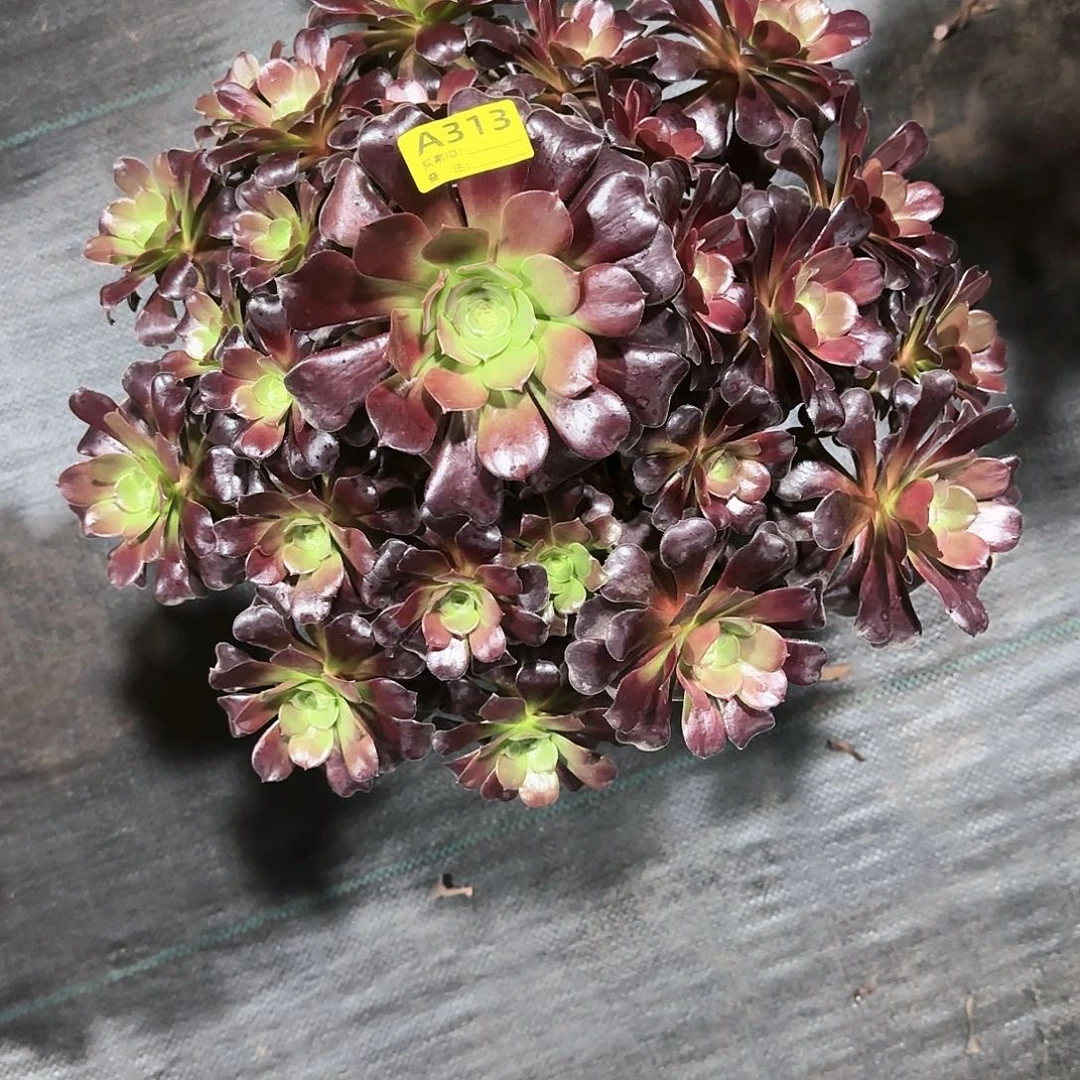 欧紫朵朵法师多肉植物313