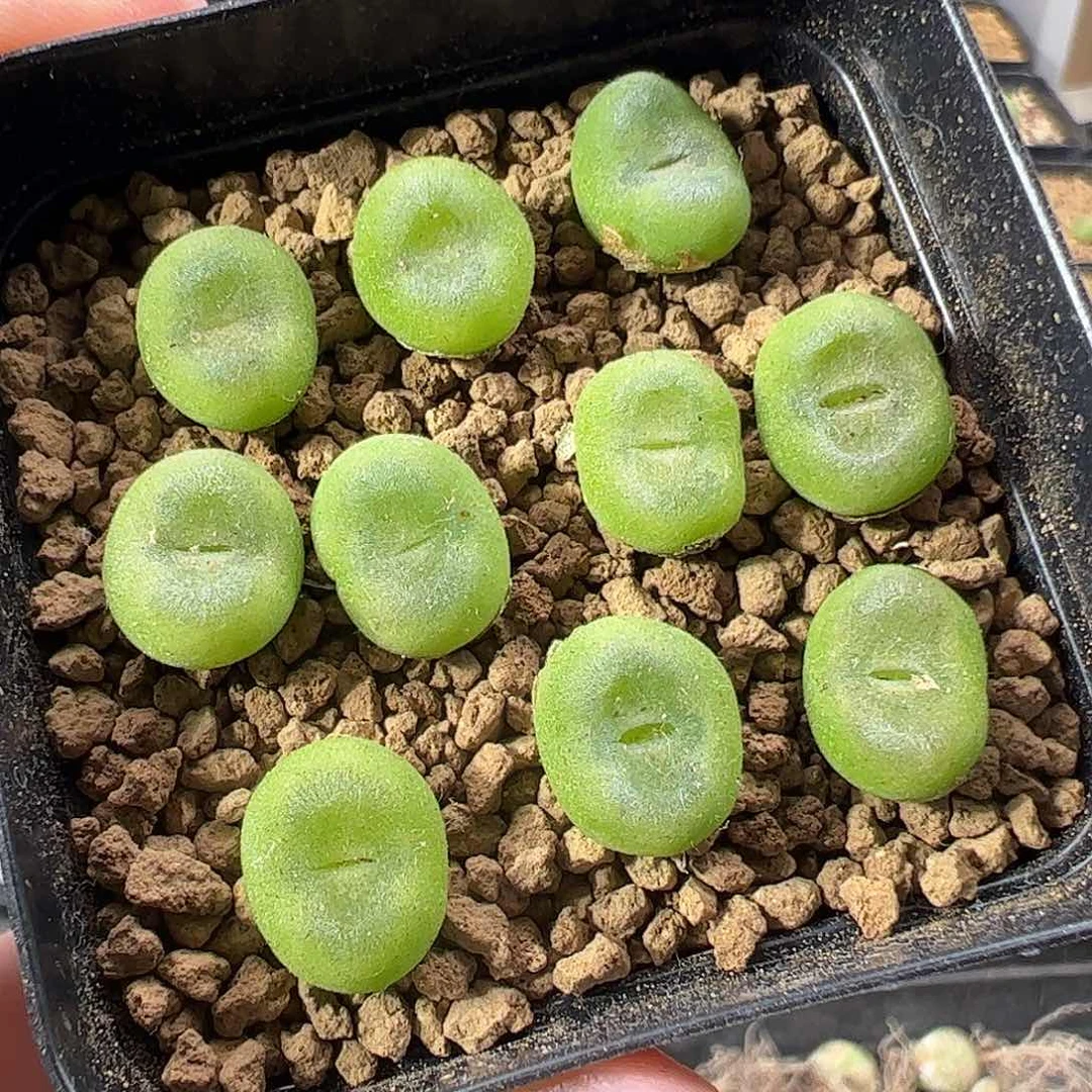 量拍水晶鞋10一组