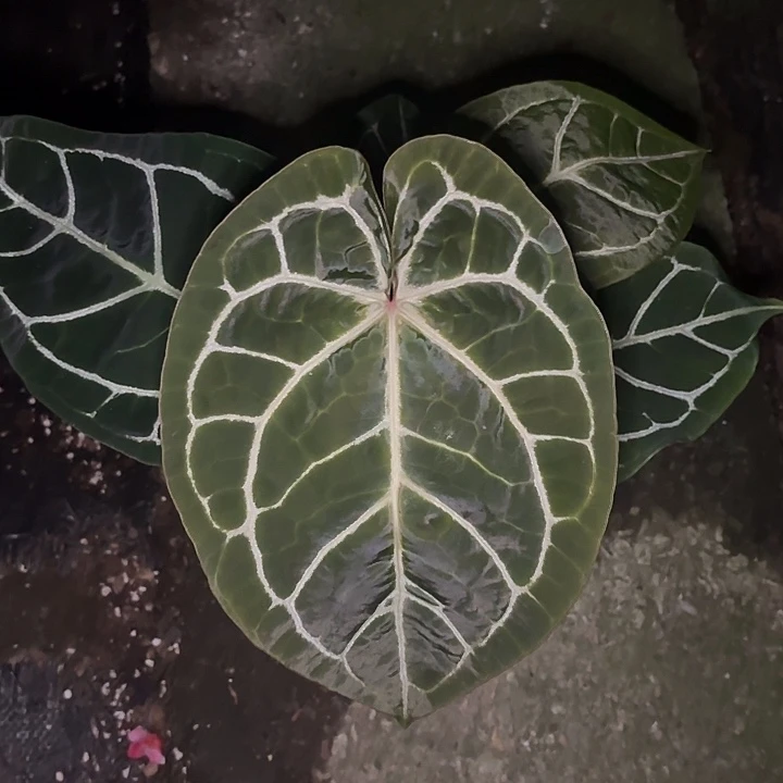 完全开放红水晶杂