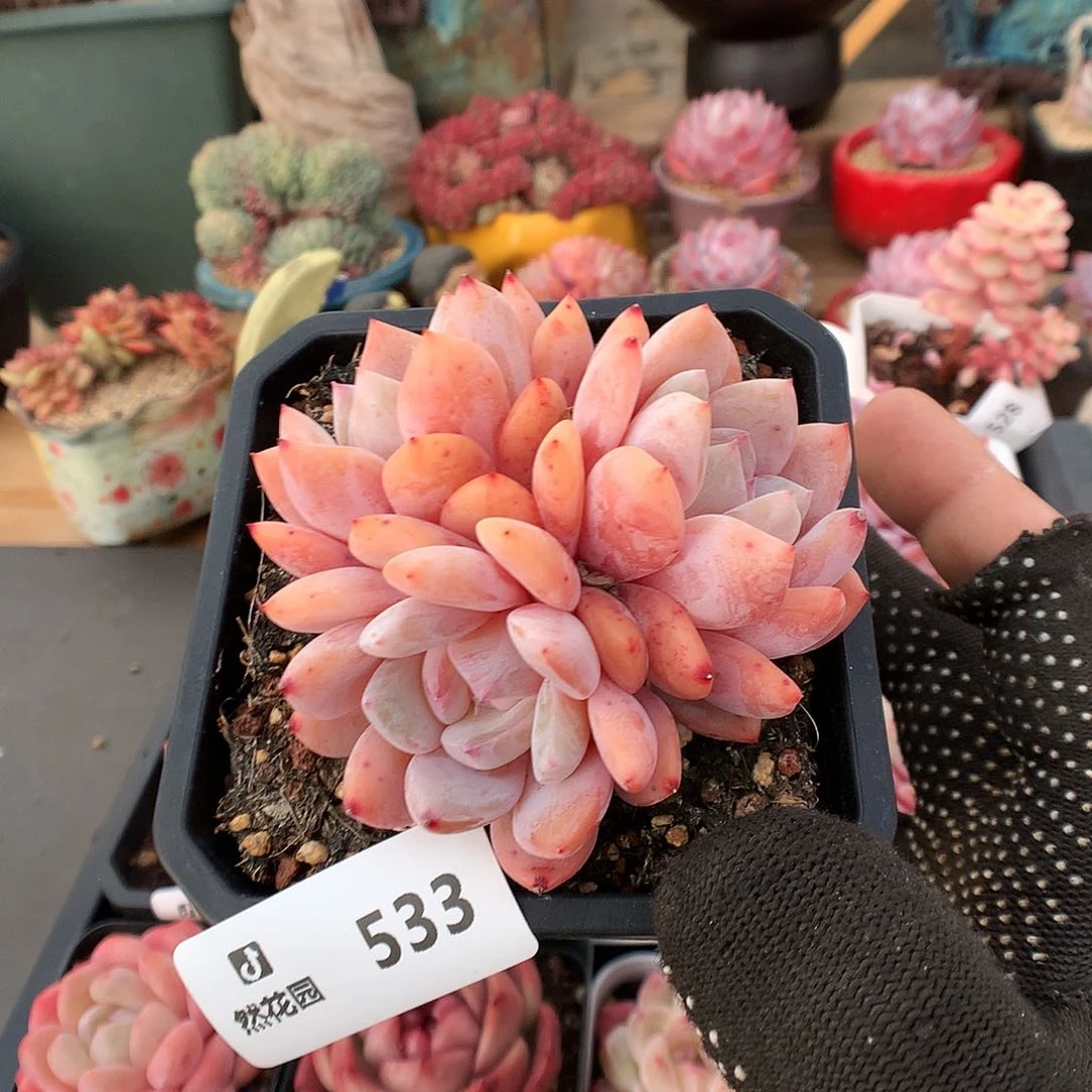 533雪天使多肉有砍