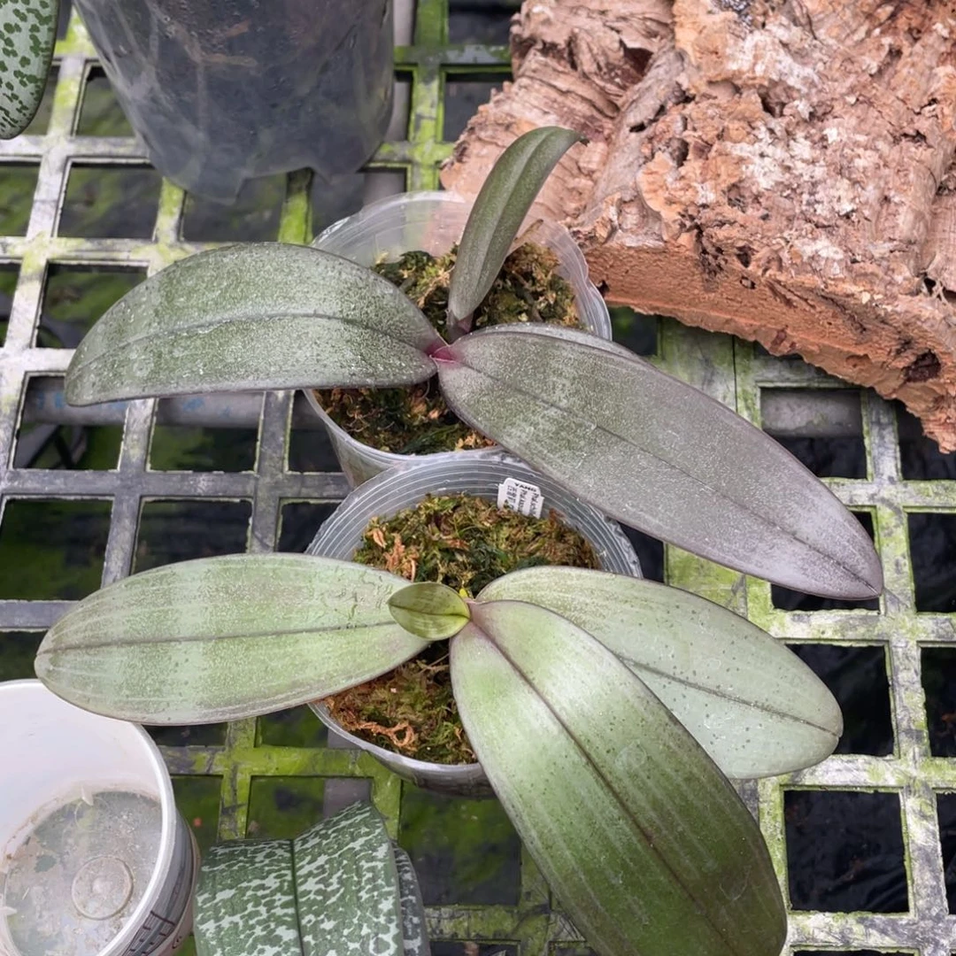 当前无花栽培后可以开花3.5西交卡普