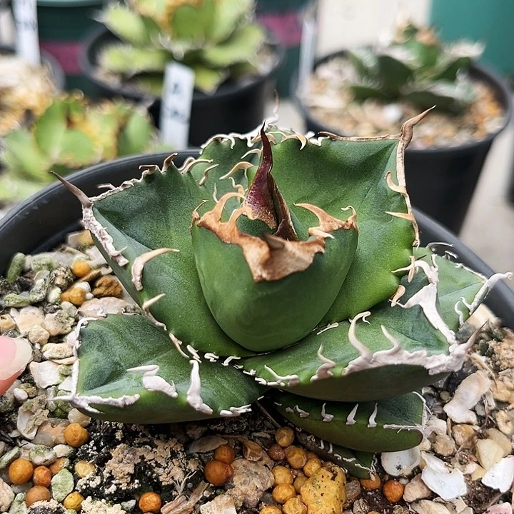 A23立可白，潮流植物