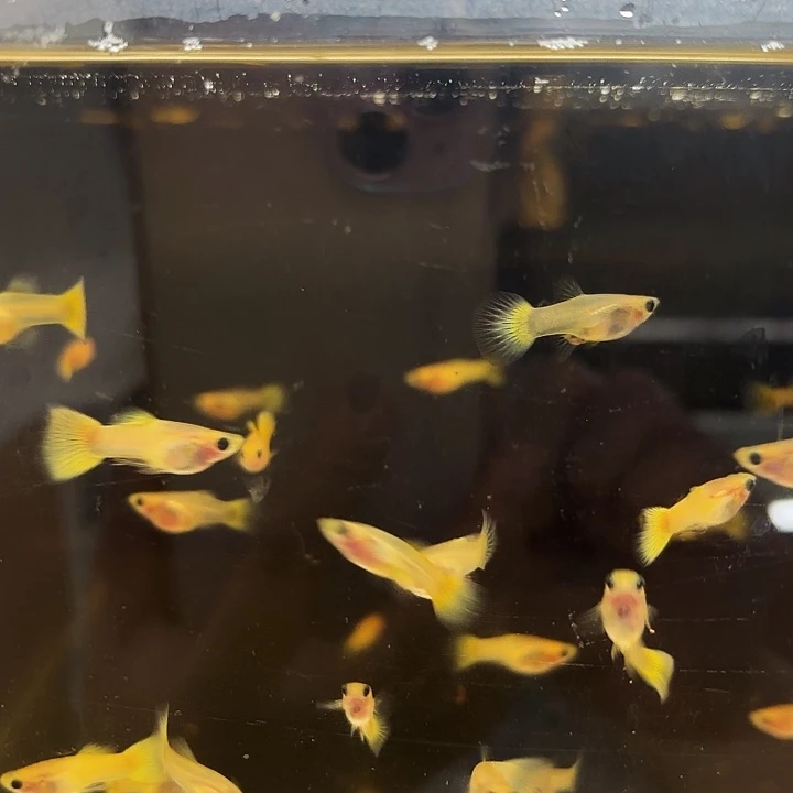 孔雀鱼黄金玻璃猫4公2母