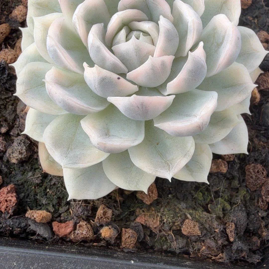 血球锦多肉锦植物