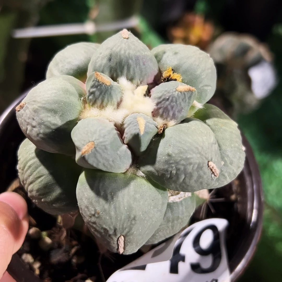 那***好白肌青瓷牡丹仙人球249