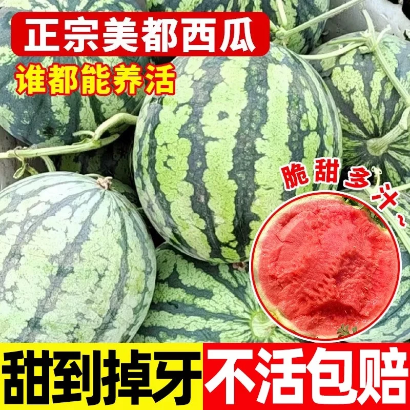 【嫁接西瓜苗】8424西瓜苗麒麟瓜苗美都甜瓜苗夏季早熟阳台庭院盆栽