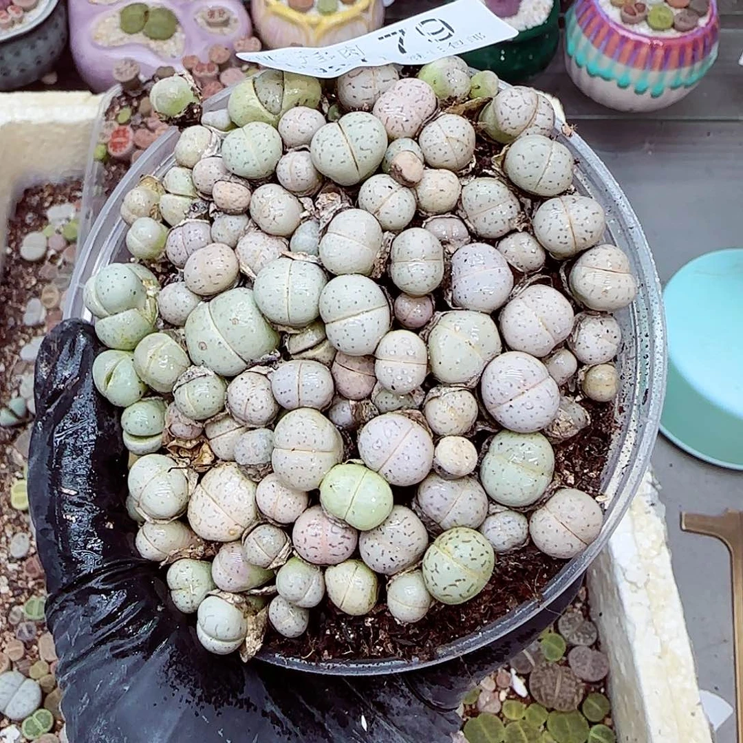 生石花满18包邮0927-79