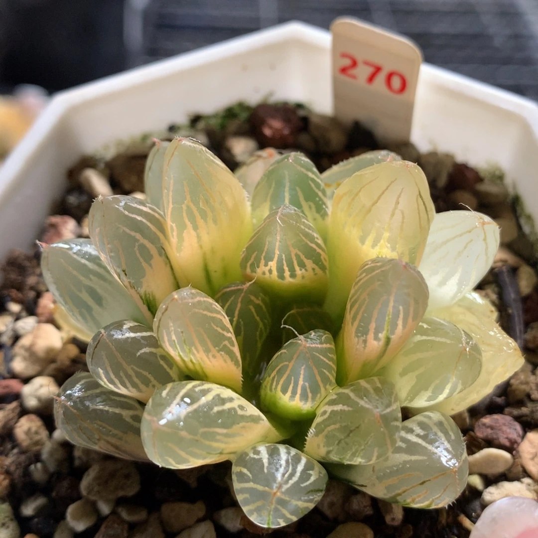 以实际为准270胭脂