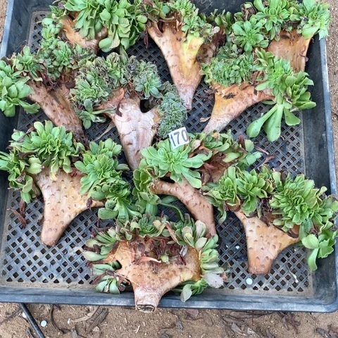 170十个香炉盘缀化砍头