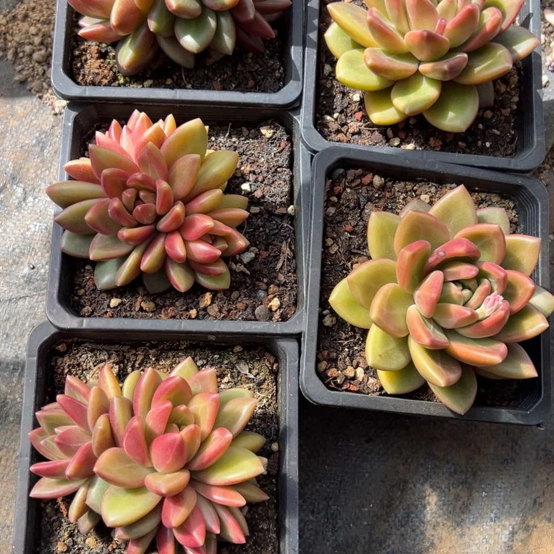 竹***子迷雾泡泡多肉一物一拍