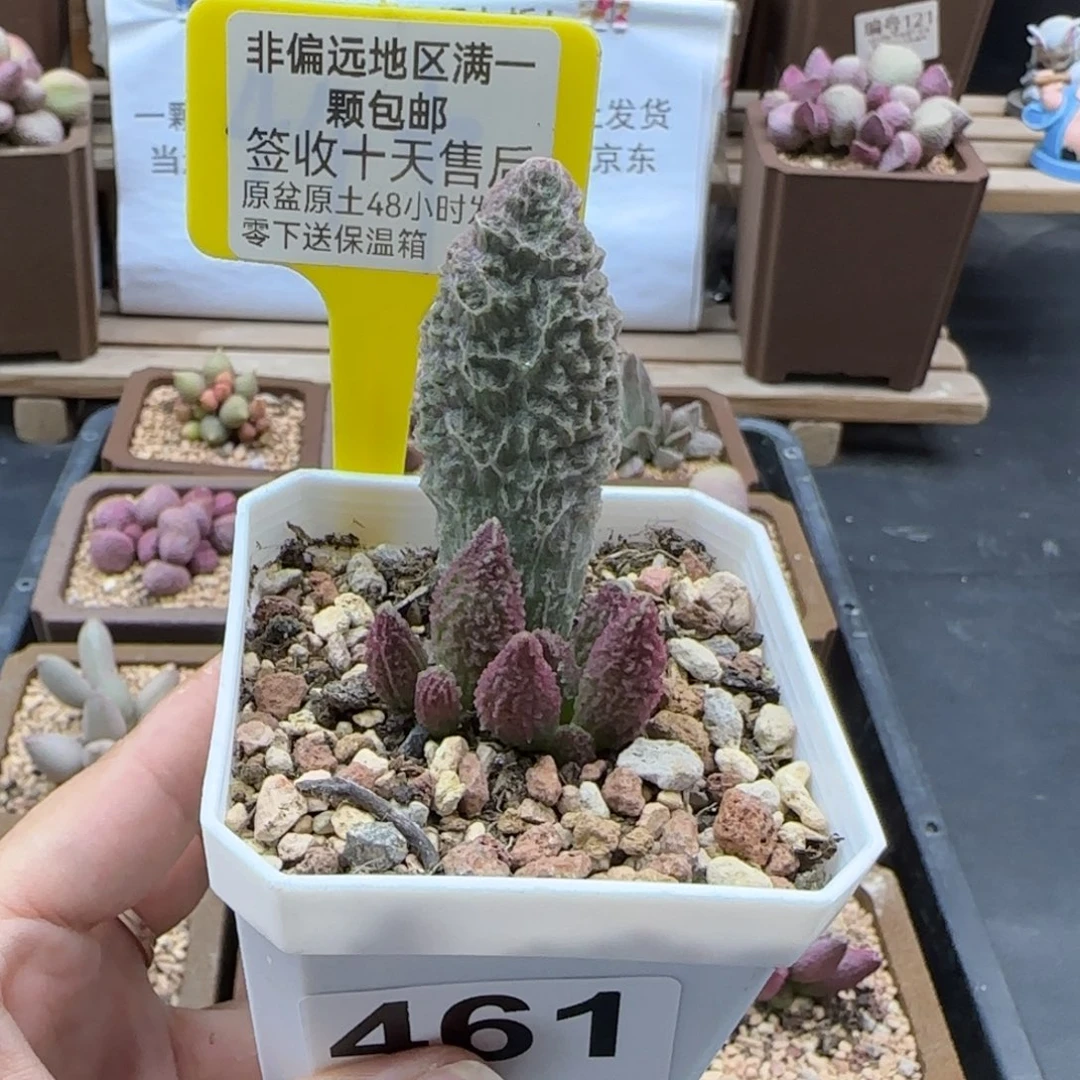 461苍龙多肉植物
