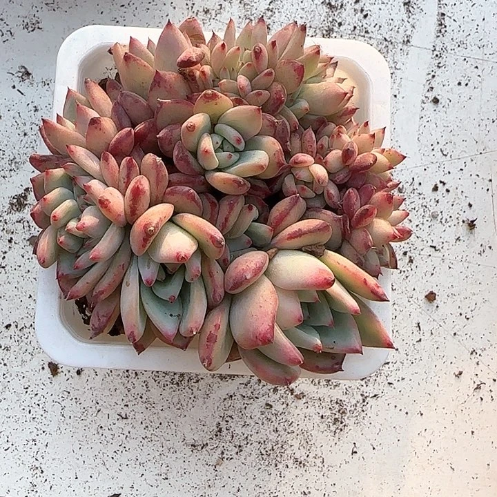 青蛙王子儿童牙膏111