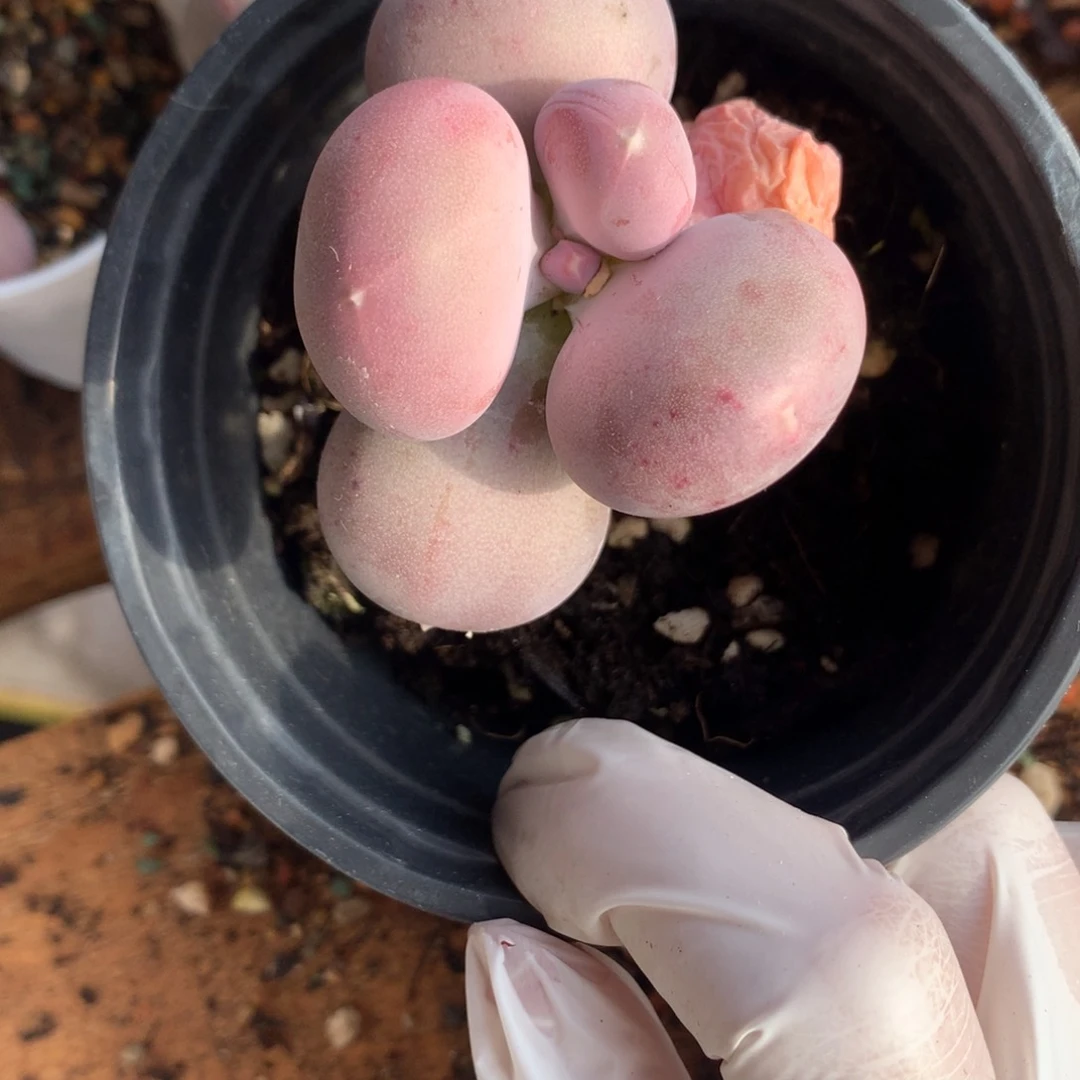 小屁桃奶酪多肉小屁桃