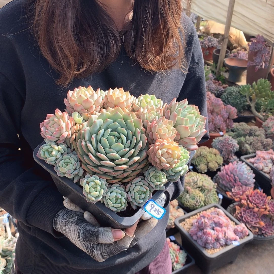 925蓝眼睛 一物一拍多肉