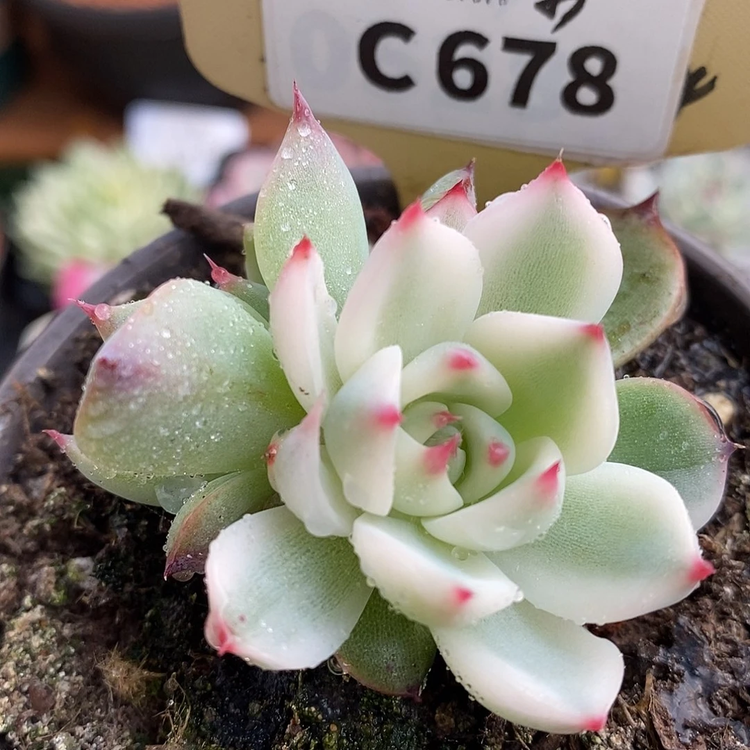 678双头娃娃哈哈哈哈哈