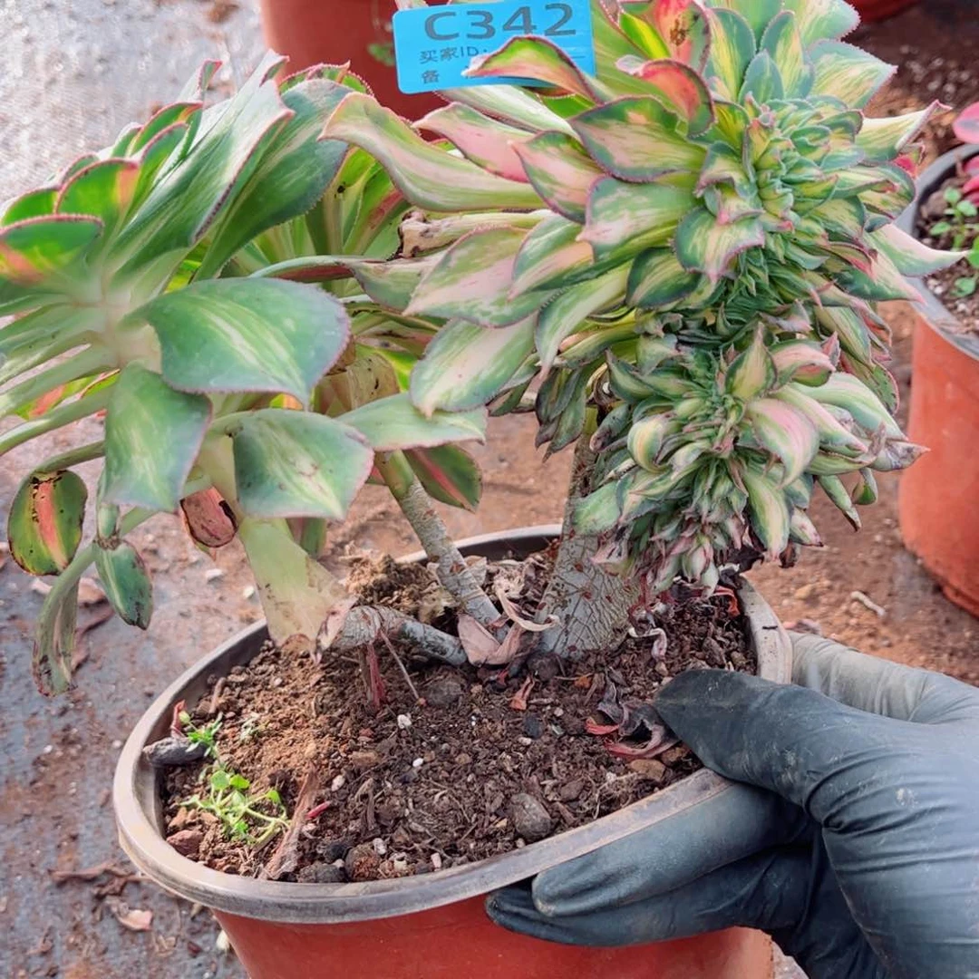 多肉植物342幻彩