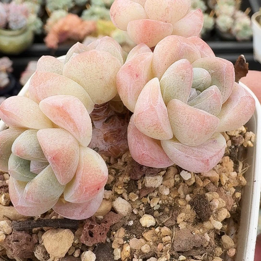 4头包子冰玉群生带仔小树型