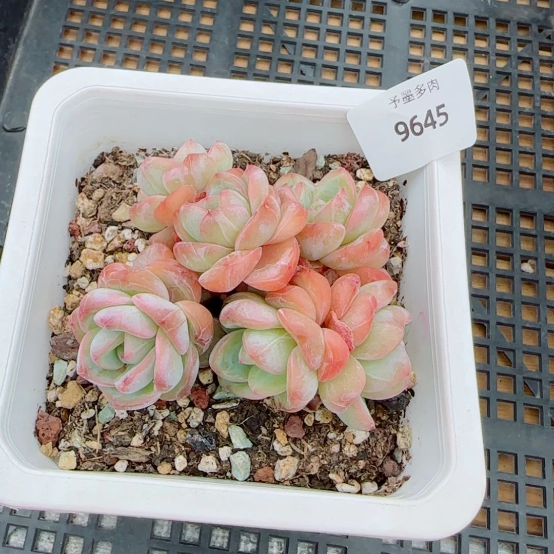 星星珍妮，9645多肉