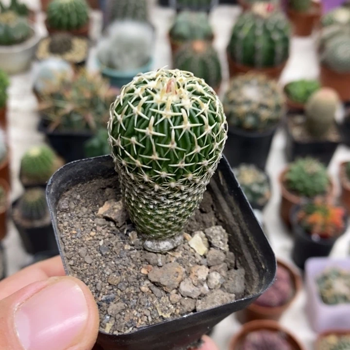 实生太刀岚特价福利