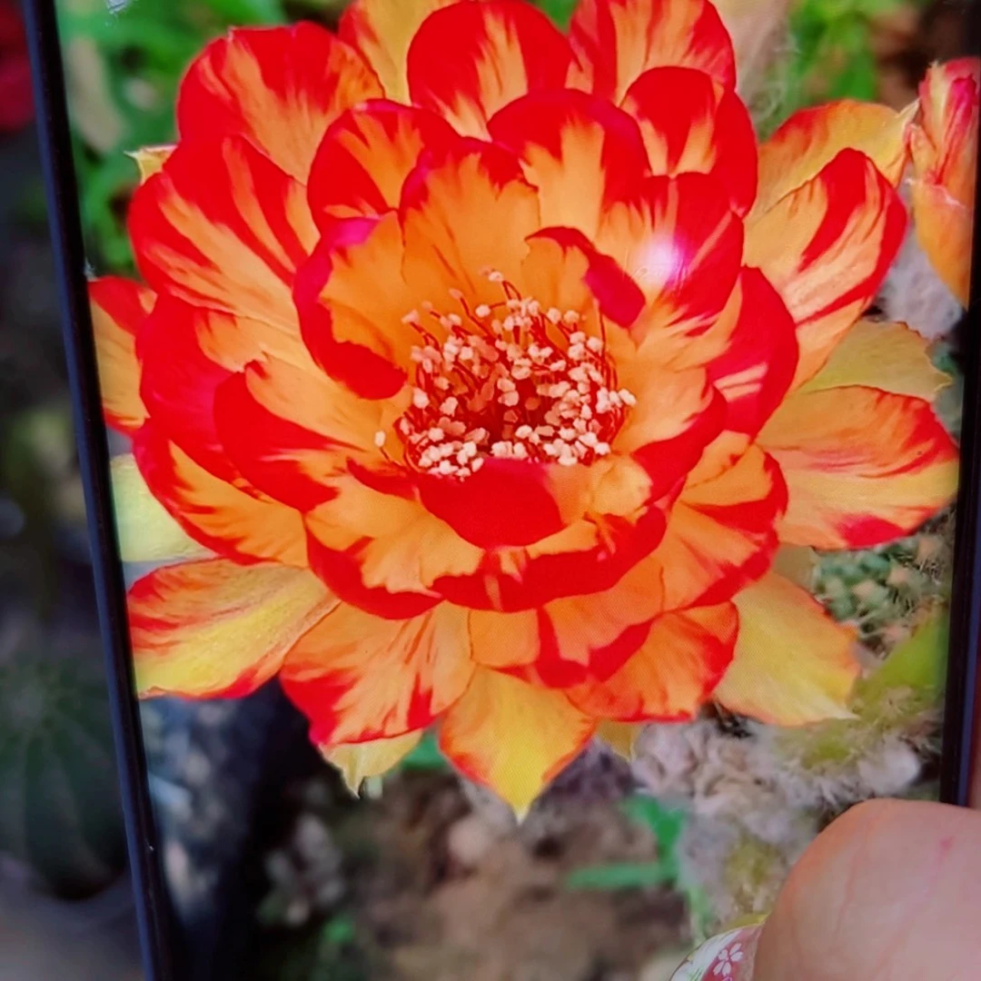 下96丽花金荷花歪无根侧芽2公分左右20包邮
