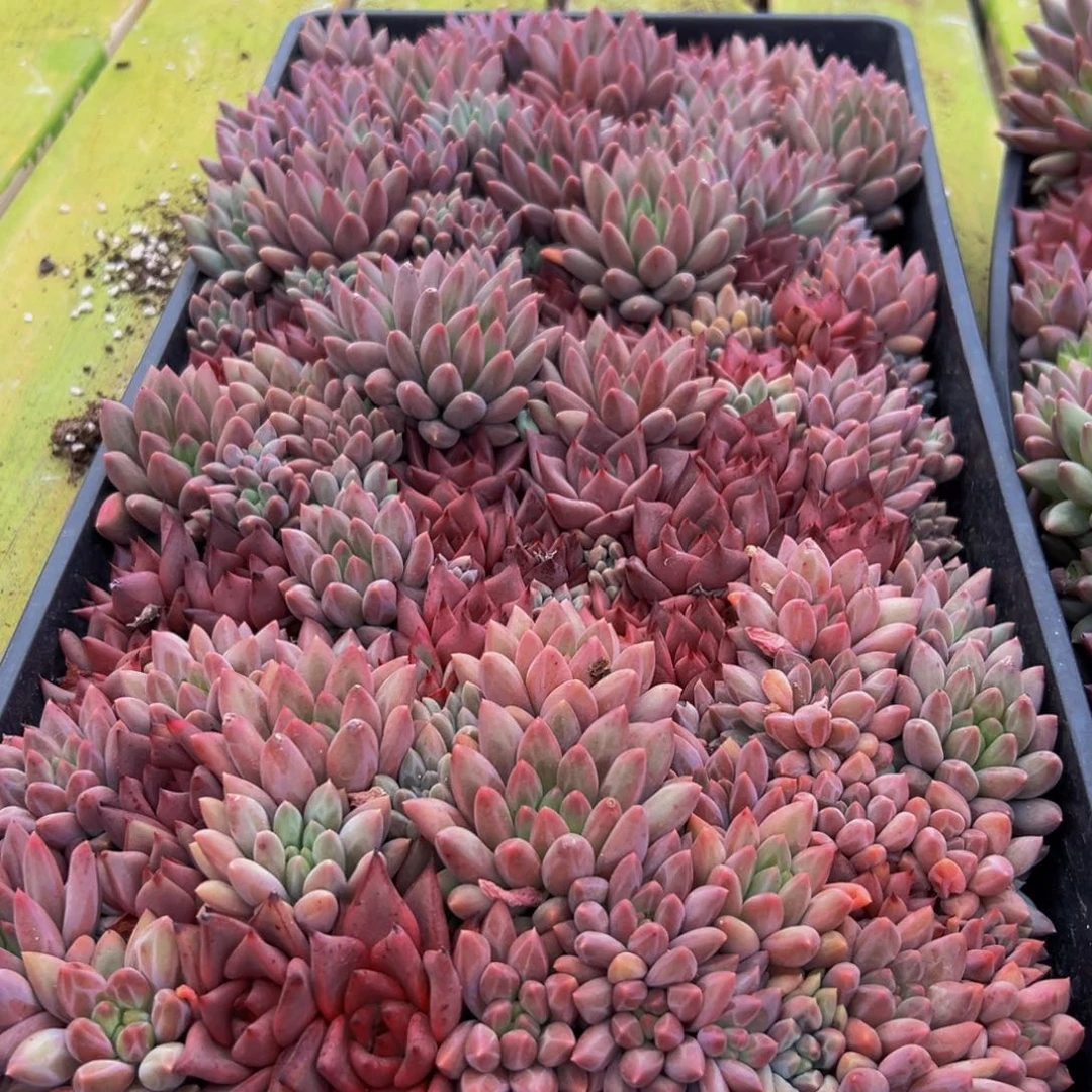 六***羊019多肉的小龙虾和小龙虾的味道真的很不错